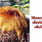 วิธีขอหวยจากลูก